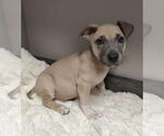 Small #1 American Pit Bull Terrier-Labrador Retriever Mix