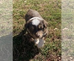 Small Photo #3 Australian Shepherd Puppy For Sale in SHELBY, NC, USA
