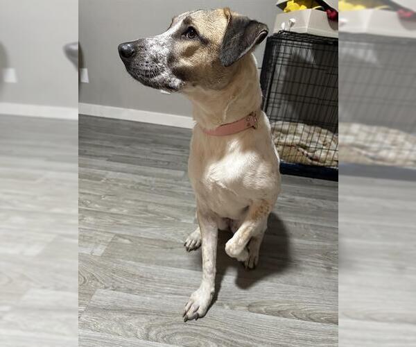 Medium Photo #1 Labrador Retriever-Unknown Mix Puppy For Sale in San Antonio, TX, USA