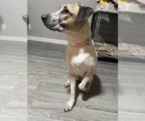 Labrador Retriever-Unknown Mix Dogs for adoption in San Antonio, TX, USA