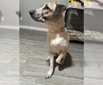 Small Labrador Retriever Mix