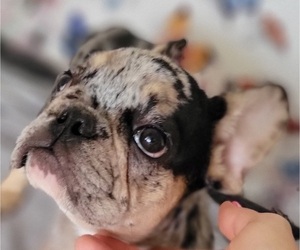 French Bulldog Puppy for sale in TAMPA, FL, USA