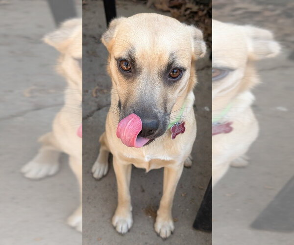 Medium Photo #3 Mutt Puppy For Sale in Boston, MA, USA