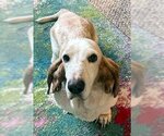 Small Photo #5 Basset Hound Puppy For Sale in Deepwater, NJ, USA