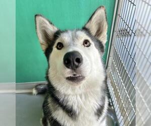 Huskies -Unknown Mix Dogs for adoption in Visalia, CA, USA