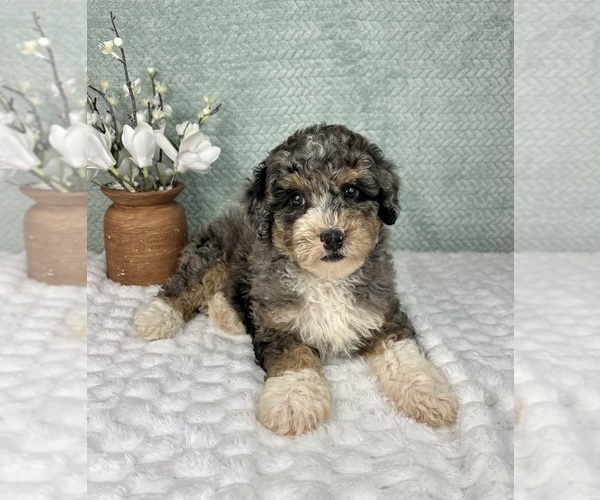 Medium Photo #6 Bernedoodle (Miniature) Puppy For Sale in FRANKLIN, IN, USA