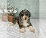 Small #5 Bernedoodle (Miniature)