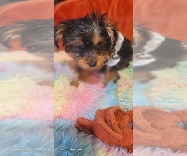 Medium Photo #68 Yorkshire Terrier Puppy For Sale in AKRON, OH, USA