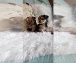 Small Photo #52 Shorkie Tzu Puppy For Sale in NEVADA, TX, USA