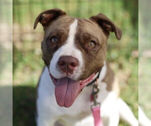 American Staffordshire Terrier-Unknown Mix Dogs for adoption in San Antonio, TX, USA