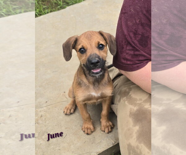 Medium Photo #1 Mutt Puppy For Sale in Oakhurst, NJ, USA