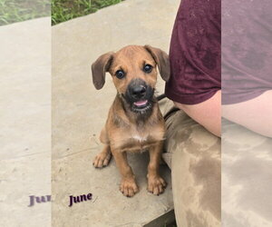 Mutt Dogs for adoption in Oakhurst, NJ, USA