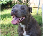 Small #2 American Bulldog