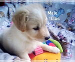 Small #1 Great Pyrenees-Pug Mix