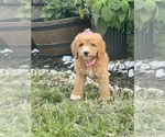 Small Photo #12 Goldendoodle Puppy For Sale in ARAB, AL, USA