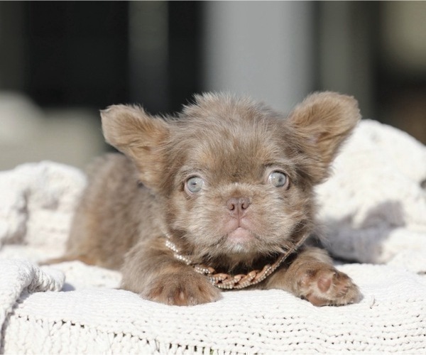 Medium Photo #3 French Bulldog Puppy For Sale in CHARLOTTE, NC, USA