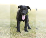 Small Labrador Retriever Mix