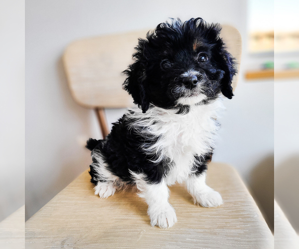 Medium Photo #2 Miniature Bernedoodle Puppy For Sale in WAGENER, SC, USA