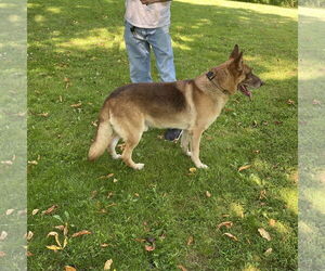 Joker (With Harley) - Male German Shepherd Dog Dog for Adoption - Photo #4