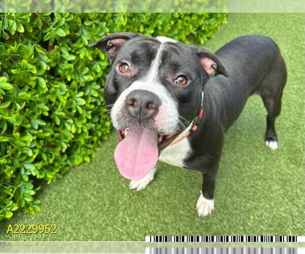 Medium Photo #1 American Pit Bull Terrier Puppy For Sale in West Palm Beach, FL, USA