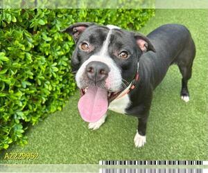 American Pit Bull Terrier Dogs for adoption in West Palm Beach, FL, USA