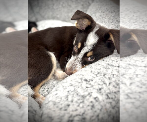 Medium Photo #4 Mutt Puppy For Sale in Sandy, UT, USA