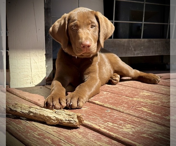 Medium Photo #1 Labrador Retriever Puppy For Sale in ASHEVILLE, NC, USA