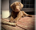 Small Photo #1 Labrador Retriever Puppy For Sale in ASHEVILLE, NC, USA