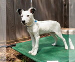 Small #1 Collie Mix