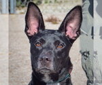 Lilah - Female German Shepherd Dog-Unknown Mix Dog for Adoption - Small photo