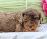 Small #2 Cavapoo