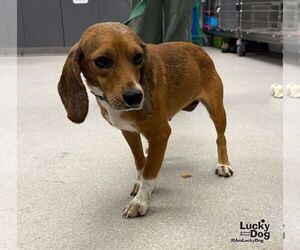 Kimes - Female Beagle-Unknown Mix Dog for Adoption - Photo #2