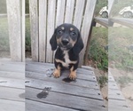 Small #1 Chiweenie
