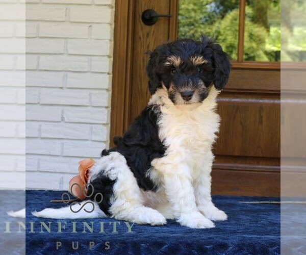 Medium Photo #4 Bernedoodle (Miniature) Puppy For Sale in NARVON, PA, USA