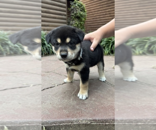Medium Photo #51 Shiba Inu Puppy For Sale in NEW ATHENS, IL, USA