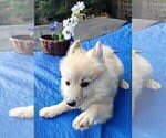 Small Photo #77 Pomsky Puppy For Sale in LOVELAND, CO, USA