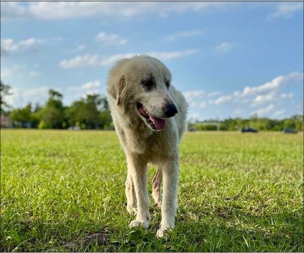 Medium Photo #6 Great Pyrenees-Unknown Mix Puppy For Sale in Houston, TX, USA