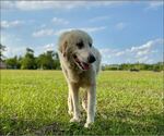 Small #5 Great Pyrenees Mix