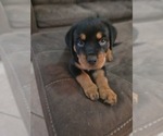 Small Photo #12 Rottweiler Puppy For Sale in SARASOTA, FL, USA