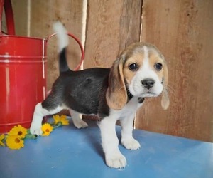 Beagle Puppy for sale in SPOKANE, WA, USA