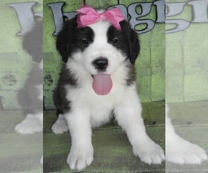 Saint Bernard Puppy for sale in FREDERICKSBURG, OH, USA