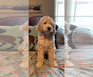 Poodle (Standard) Puppy for sale in ASHER, OK, USA