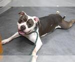 Small American Pit Bull Terrier Mix
