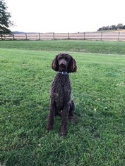 Father of the Labradoodle puppies born on 11/06/2018