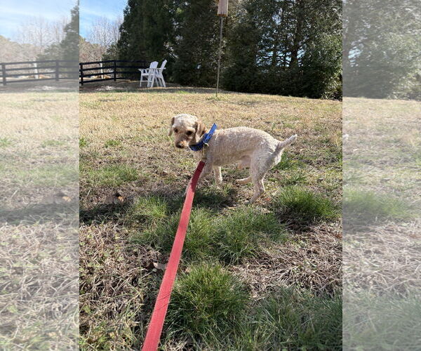 Medium Photo #4 Maltipoo (Miniature) Puppy For Sale in Ball Ground, GA, USA