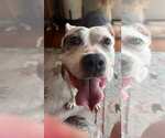 Small American Pit Bull Terrier