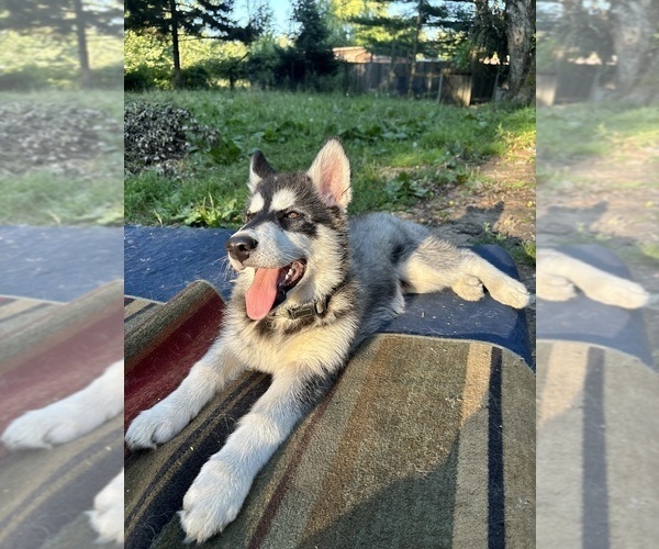 Medium Photo #3 Alaskan Husky-Alaskan Malamute Mix Puppy For Sale in CANASTOTA, NY, USA