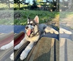Small #2 Alaskan Husky-Alaskan Malamute Mix