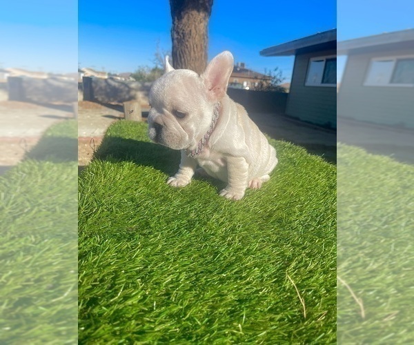 Medium Photo #14 French Bulldog Puppy For Sale in CALABASAS, CA, USA