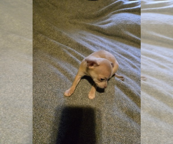 Medium Photo #9 Taco Terrier Puppy For Sale in NANJEMOY, MD, USA